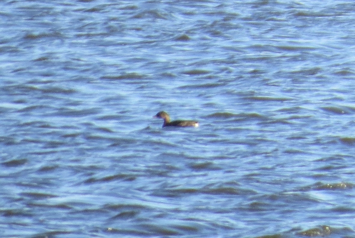 Pied-billed Grebe - ML183836321