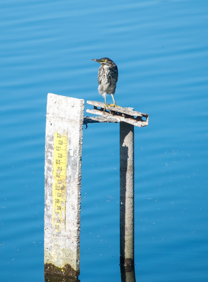 Green Heron - ML183838321