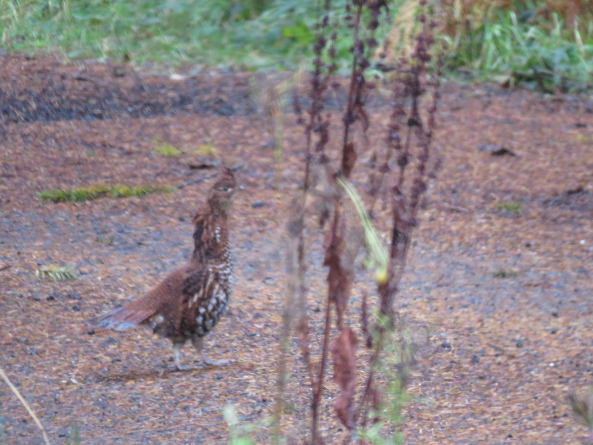 Ruffed Grouse - ML183838621