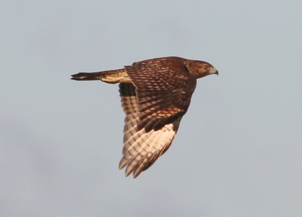 Red-tailed Hawk (borealis) - ML183840001