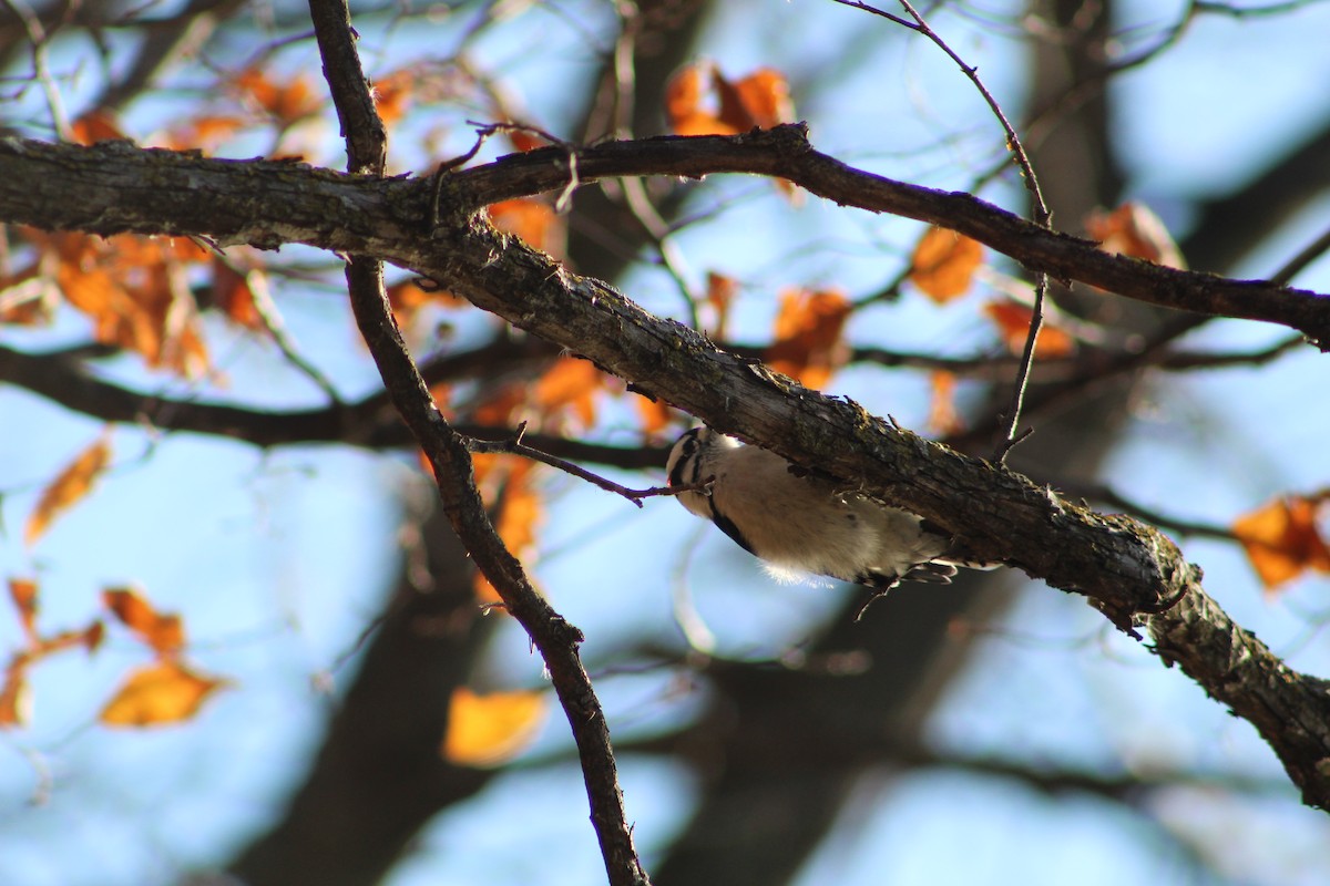 Downy Woodpecker - ML183843221