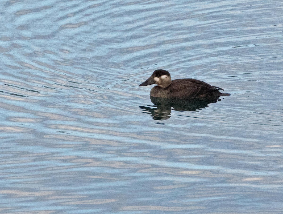 Surf Scoter - ML183843231