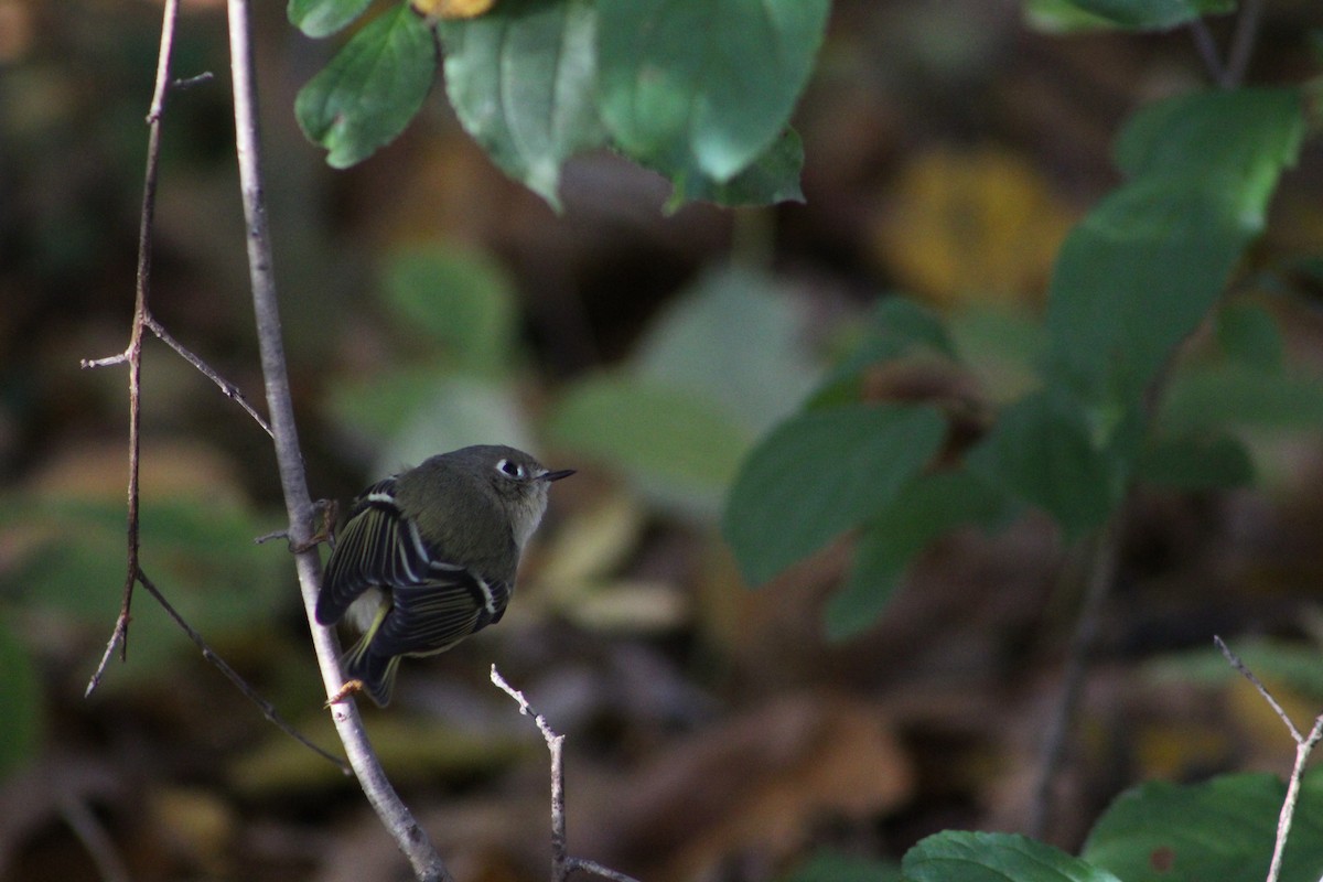 Ruby-crowned Kinglet - ML183843591