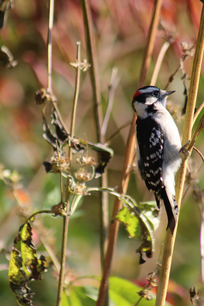 Downy Woodpecker - ML183843721