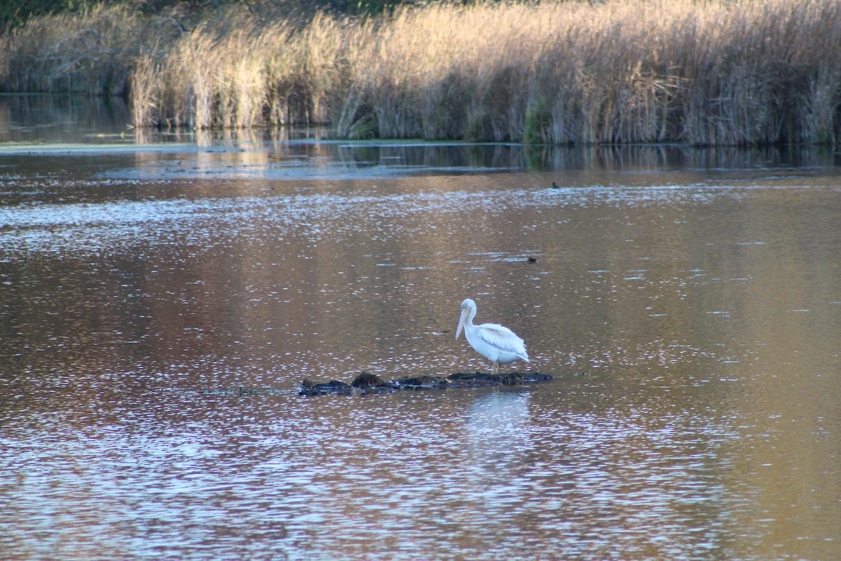 American White Pelican - ML183843751