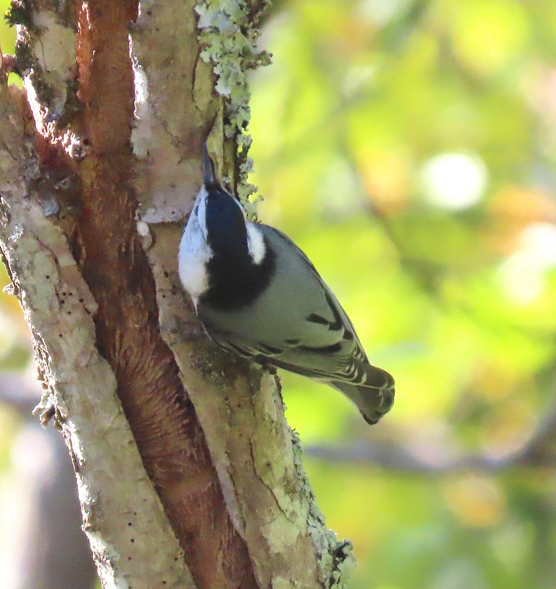 White-breasted Nuthatch (Eastern) - ML183843831
