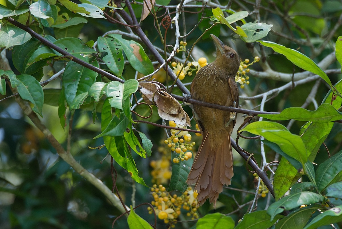 Cinnamon-throated Woodcreeper - ML183844881