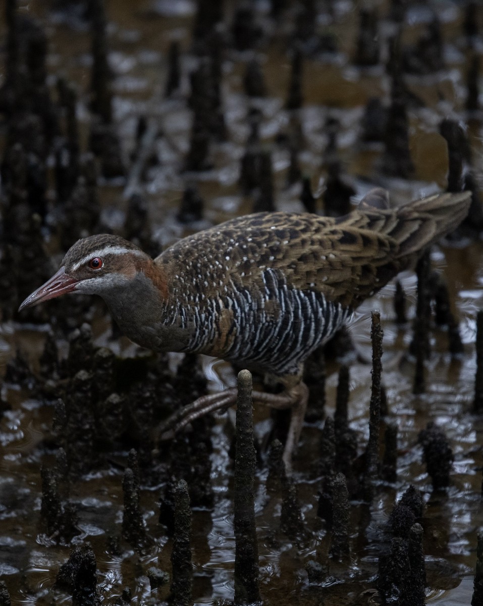 Buff-banded Rail - ML183845861