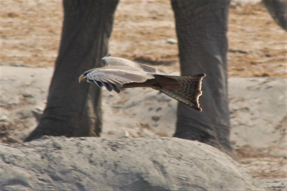 Black Kite (Yellow-billed) - ML183845981