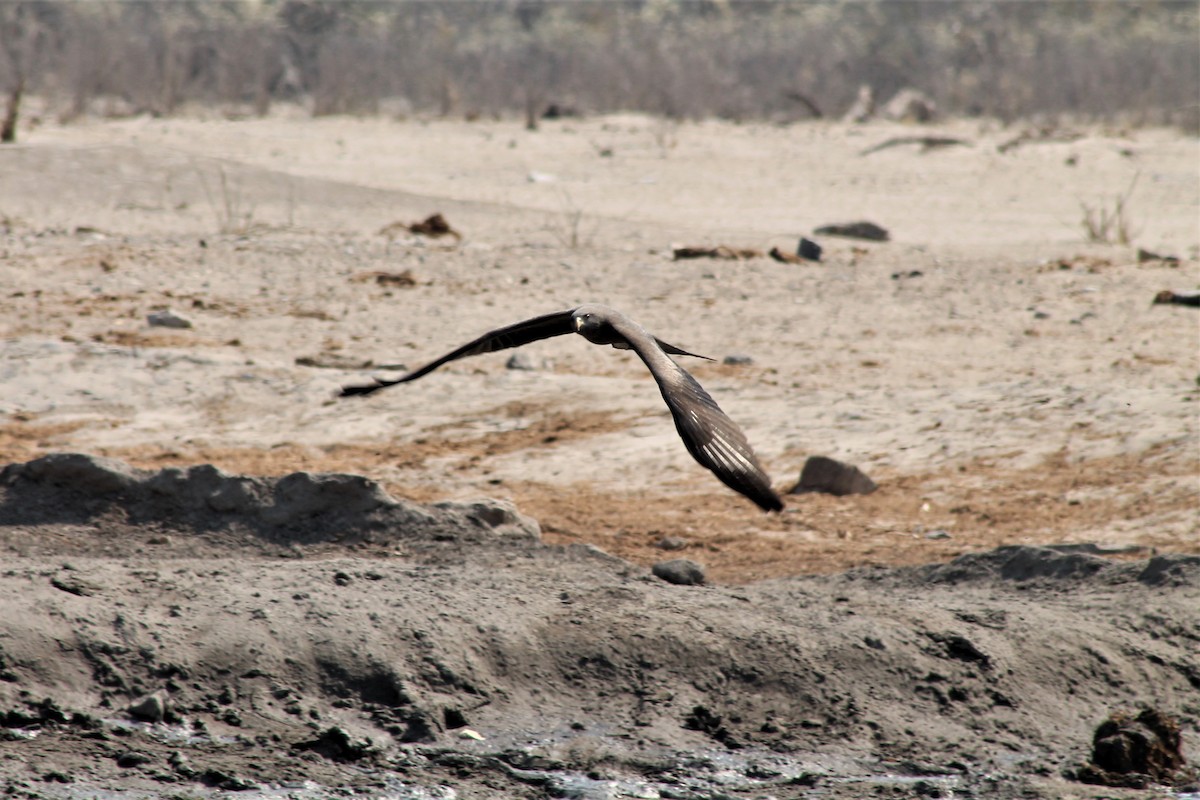 luňák hnědý (ssp. aegyptius/parasitus) - ML183846011