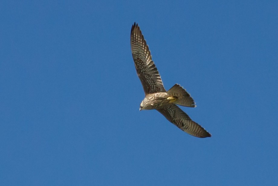 Halcón Peregrino (anatum) - ML183846331