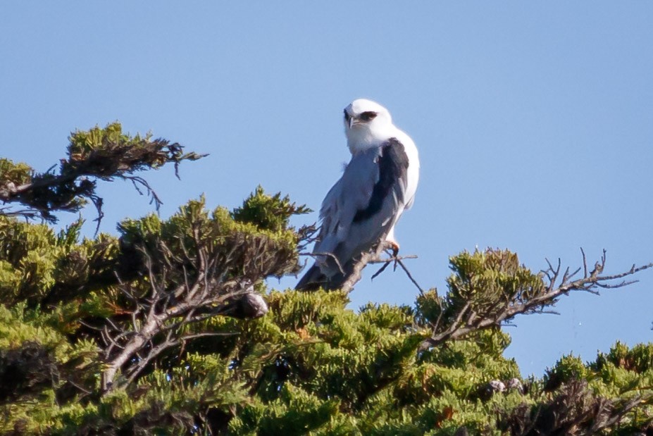 White-tailed Kite - ML183846361