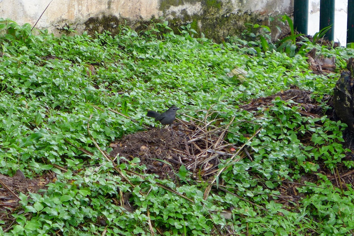 Gray Catbird - ML183846941