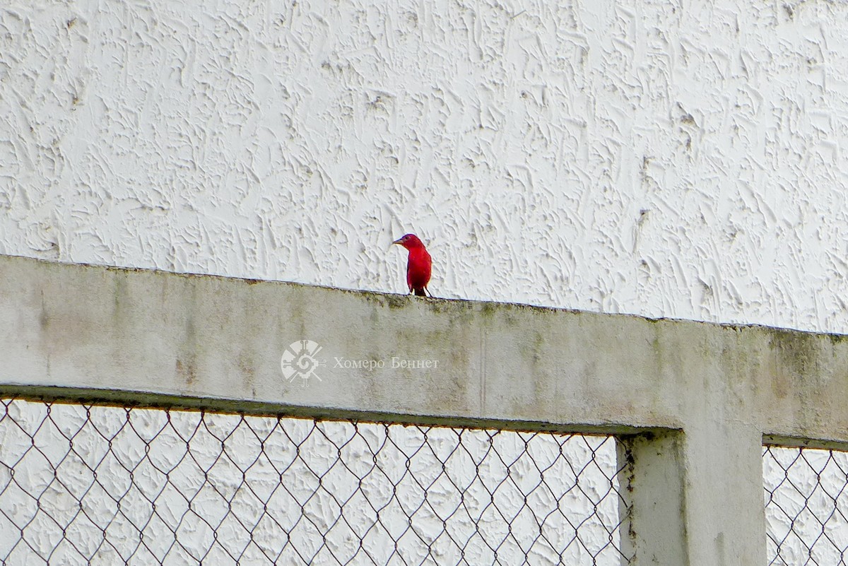 Summer Tanager - ML183847081