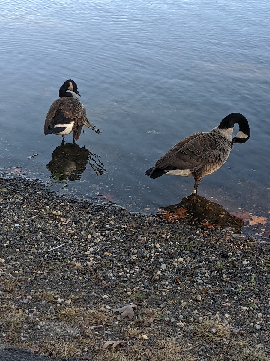 Canada Goose - ML183847151