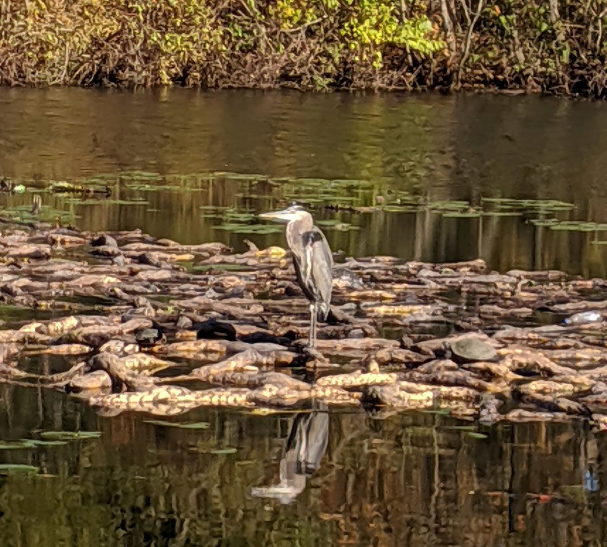 Great Blue Heron - ML183847491