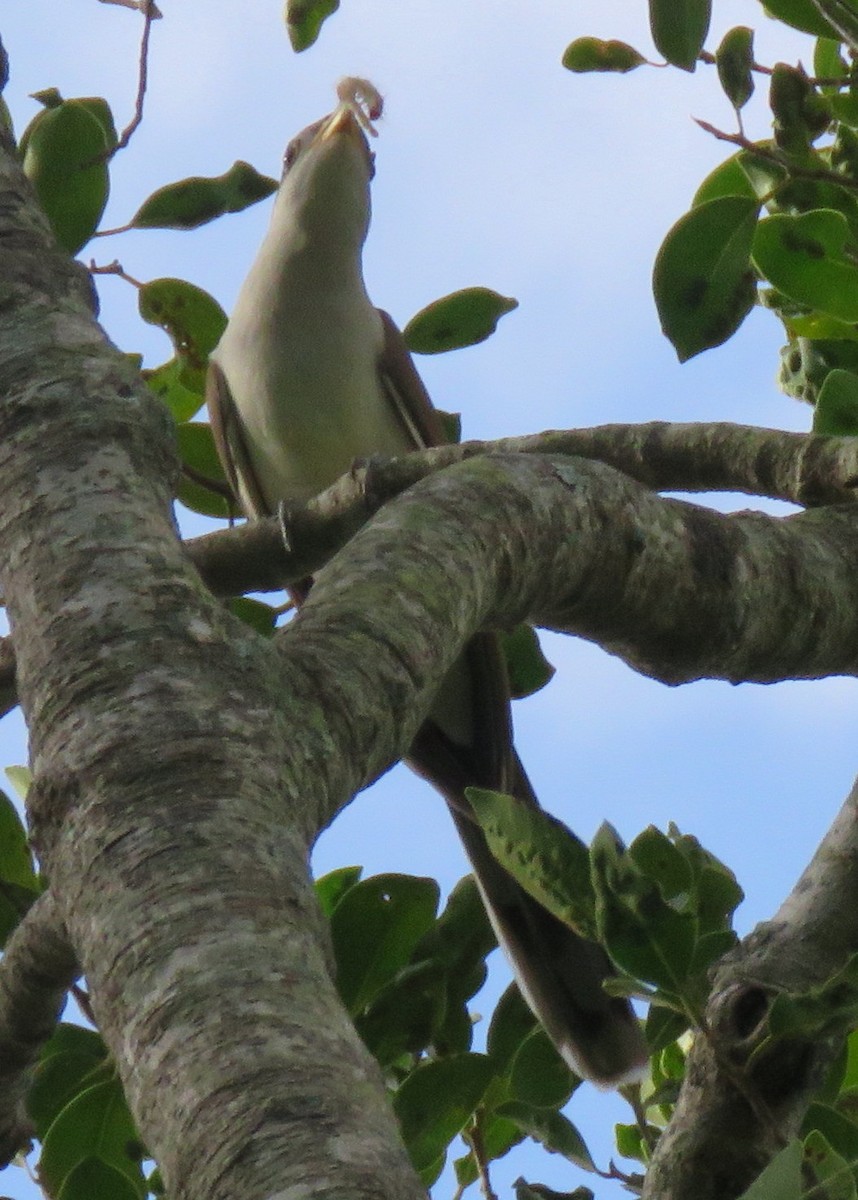 Yellow-billed Cuckoo - ML183847931