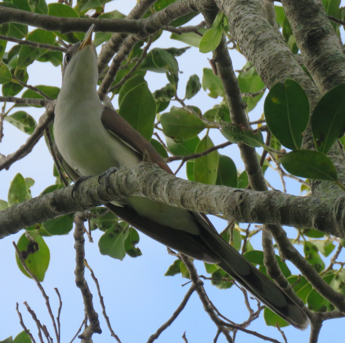 Yellow-billed Cuckoo - ML183848041