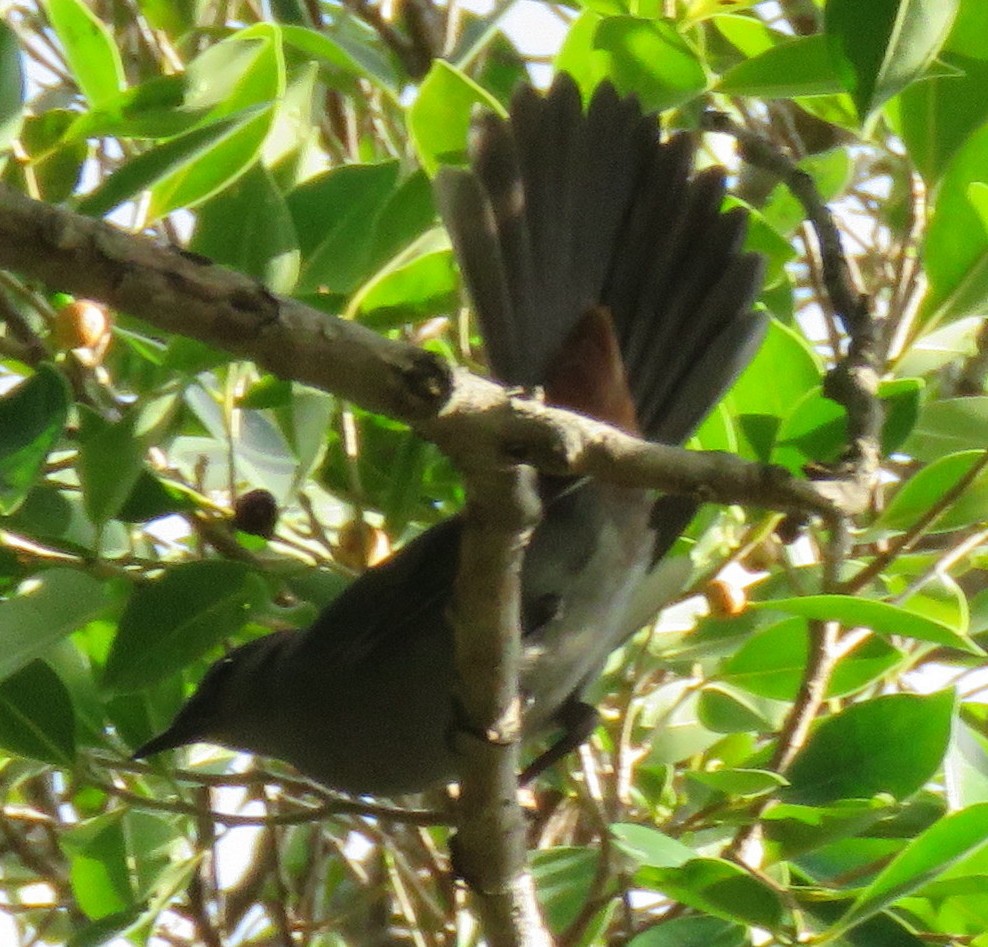 Gray Catbird - ML183848051