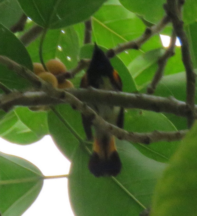 American Redstart - ML183848421