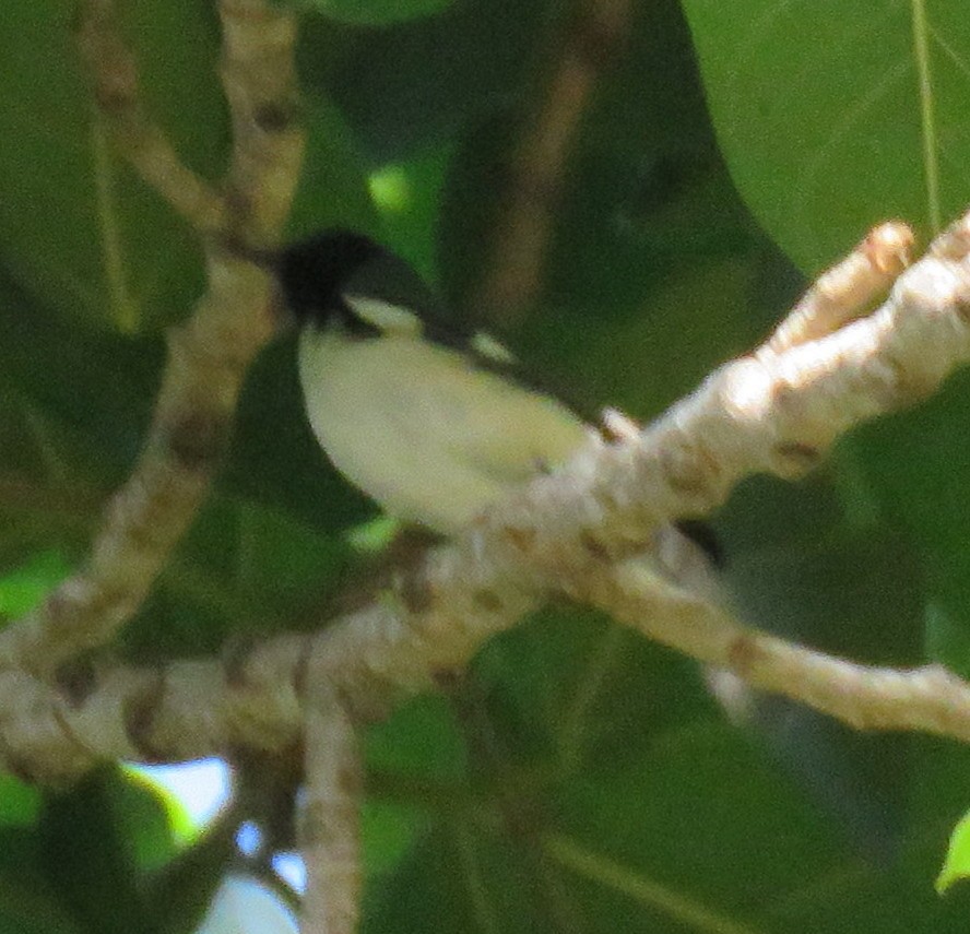 Black-throated Blue Warbler - ML183848551