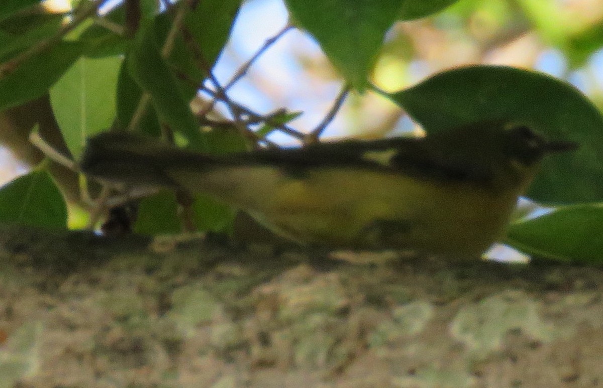 Black-throated Blue Warbler - ML183848631