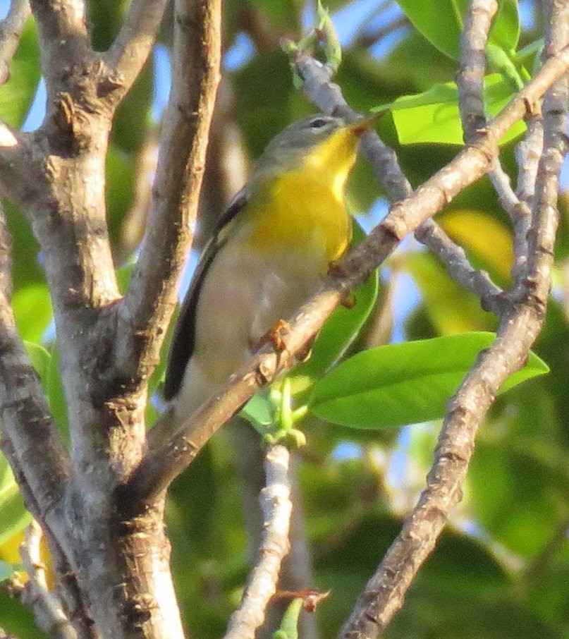 Northern Parula - ML183848741