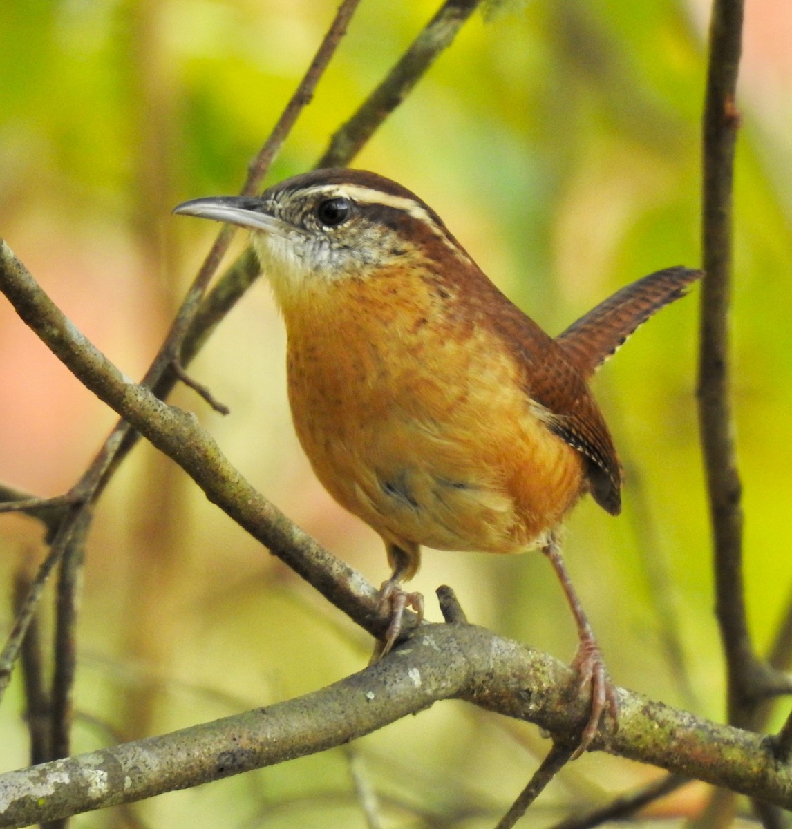 Carolina Wren - Van Remsen