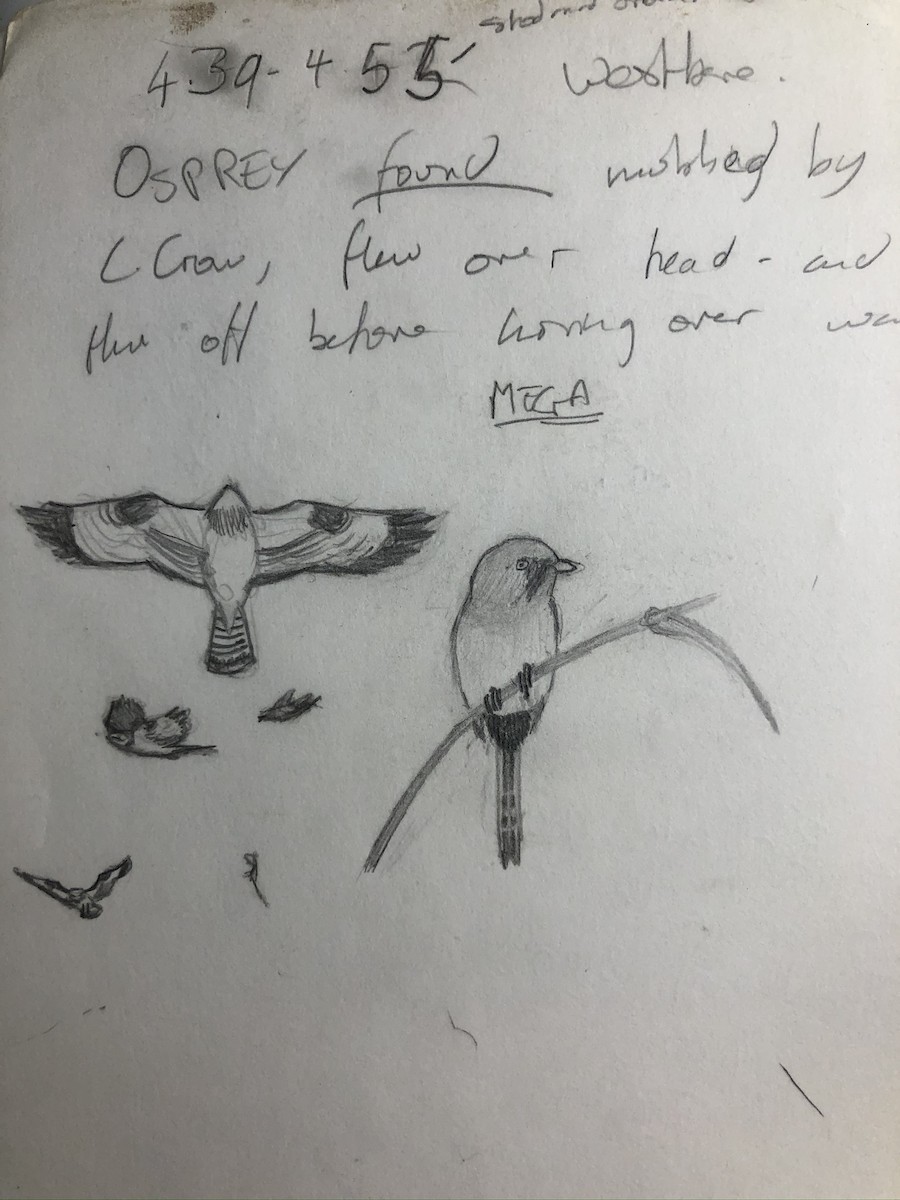 Загасч явлаг - ML183850291