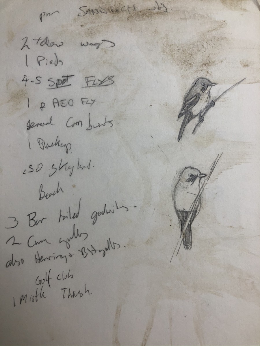 Сахалт хөх бух - ML183850361