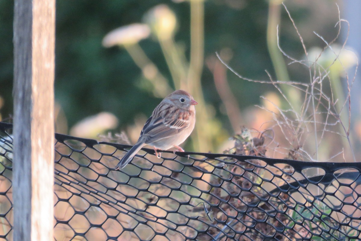 Field Sparrow - ML183850411