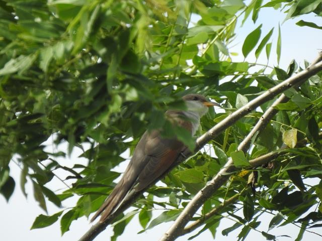 Yellow-billed Cuckoo - ML183850921