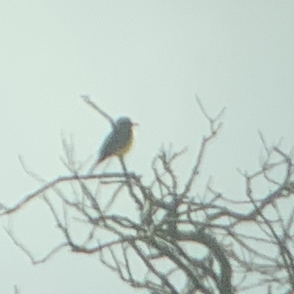 Tropical Kingbird - ML183851711