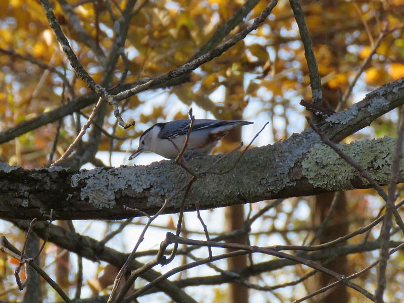 White-breasted Nuthatch - ML183852141