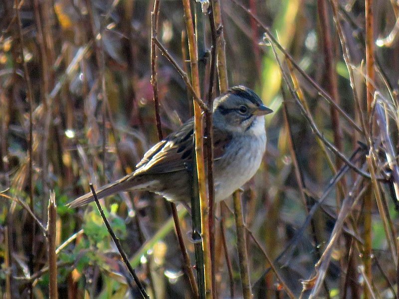 Swamp Sparrow - ML183852211