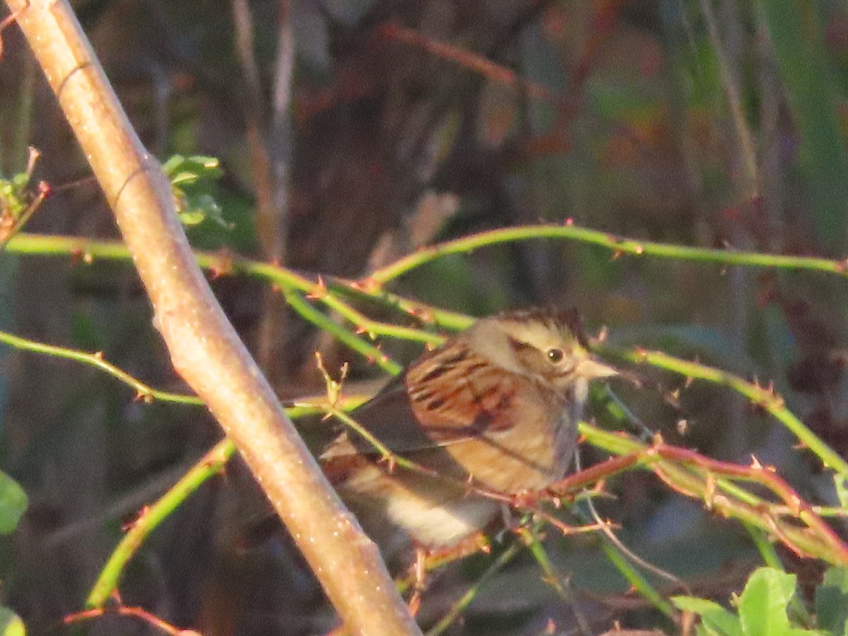 Swamp Sparrow - ML183852631