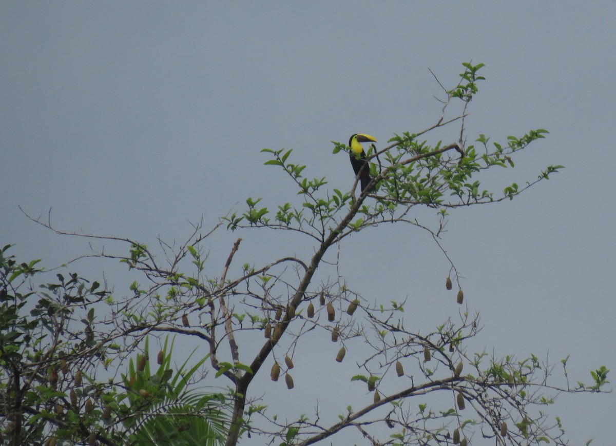 Yellow-throated Toucan - ML183852981