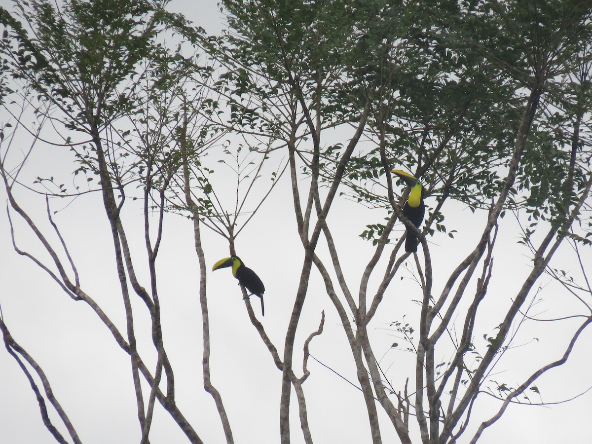 Yellow-throated Toucan - ML183853001