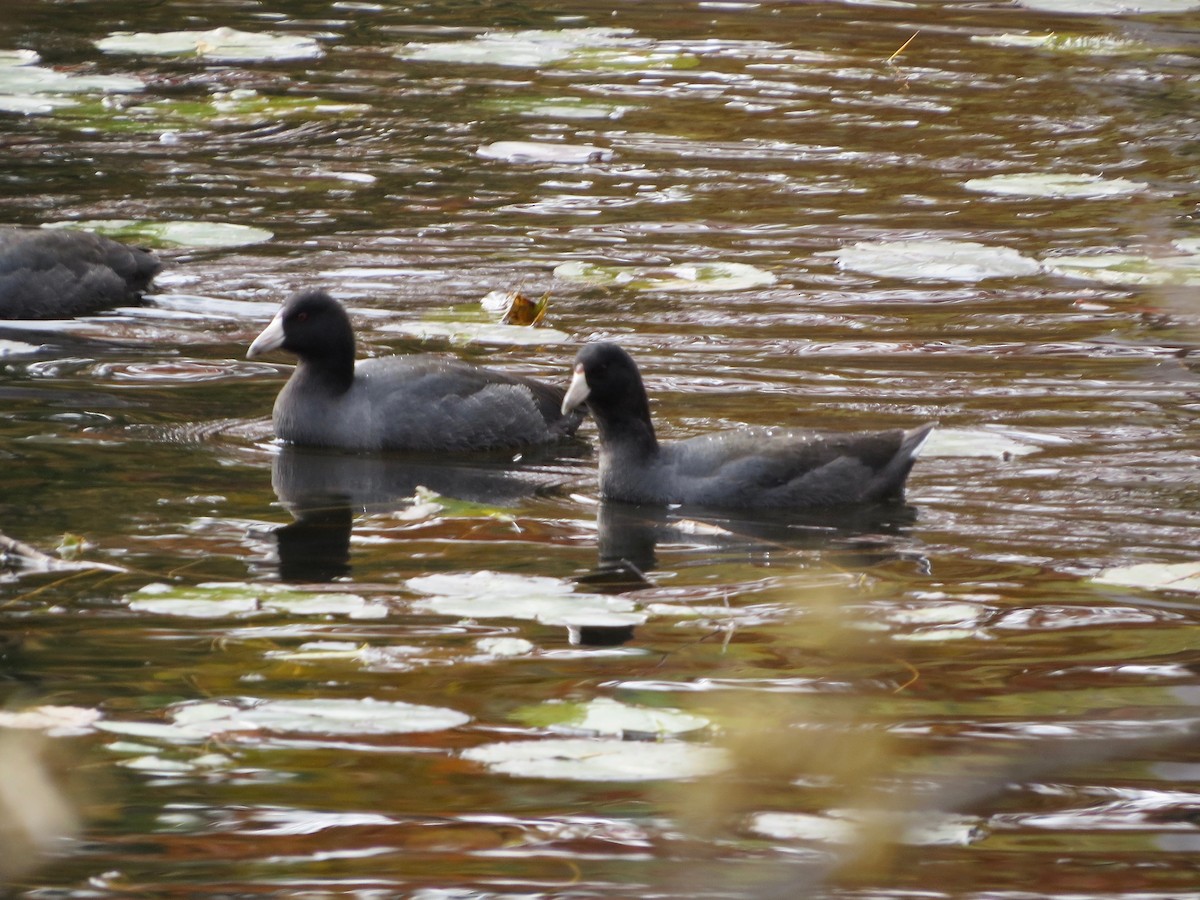 American Coot - ML183853491