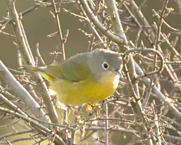 Nashville Warbler - ML183853651