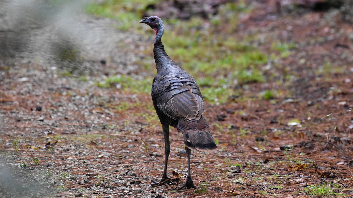 Wild Turkey - ML183855271