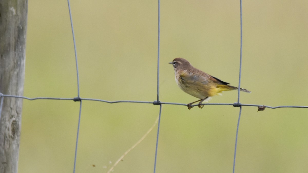 Palm Warbler - ML183856051