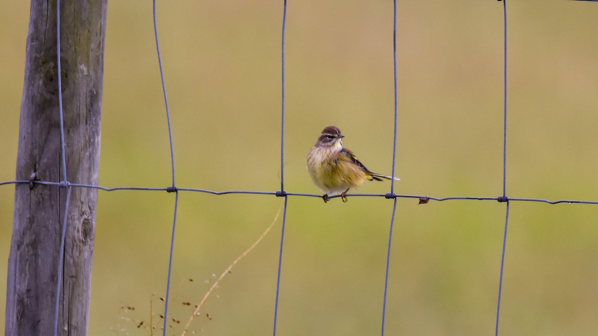 Palm Warbler - Candice Davis