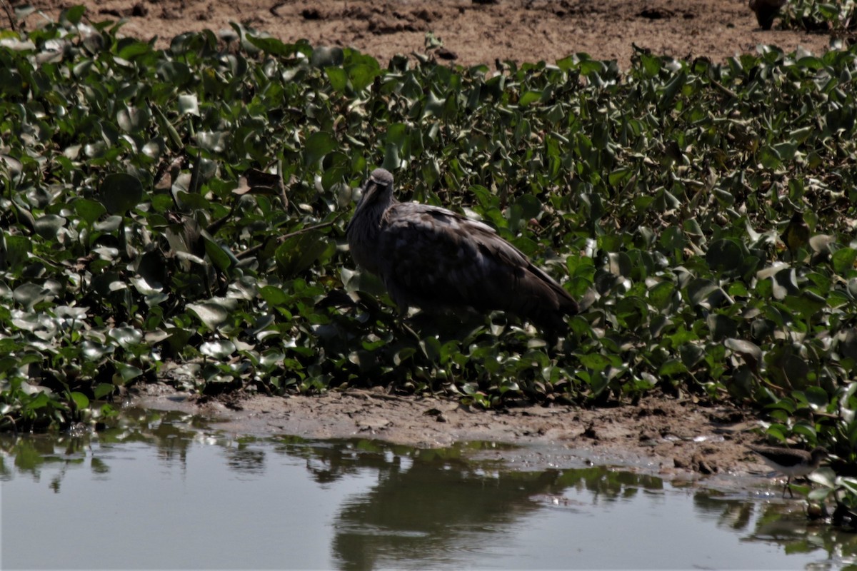 Ibis plombé - ML183856461