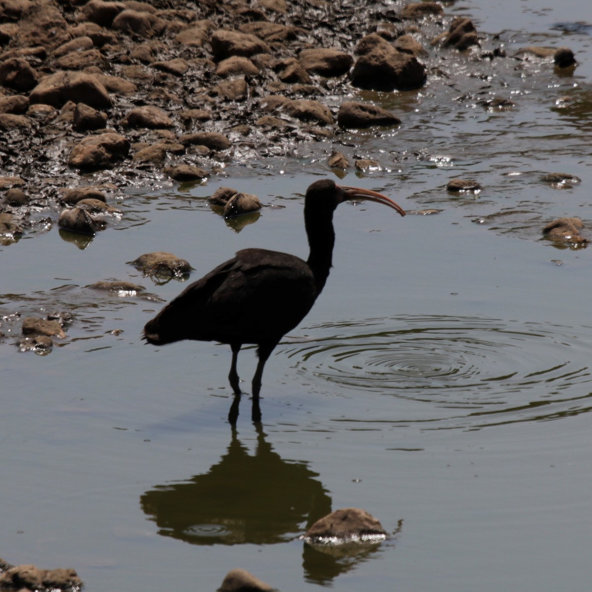 Ibis à face nue - ML183856871