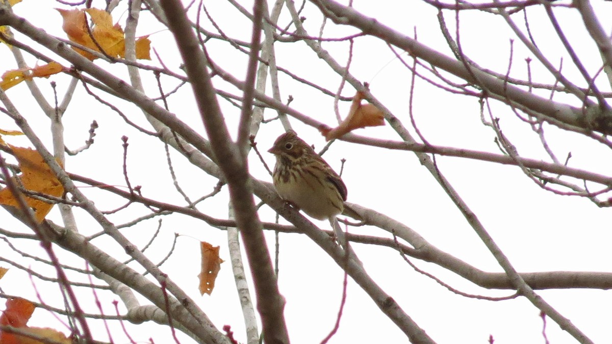 Vesper Sparrow - ML183857411