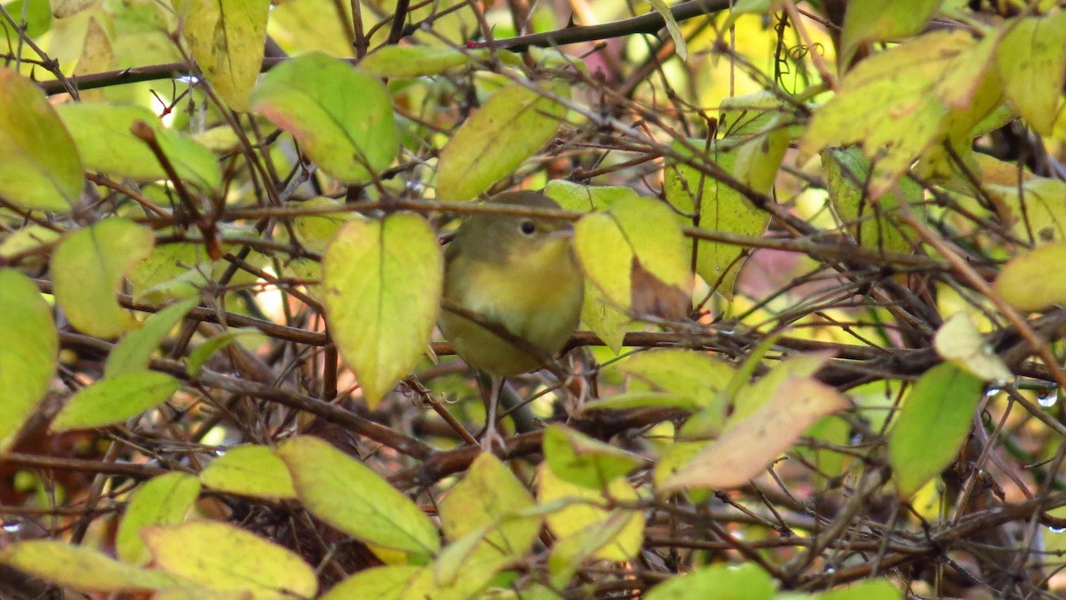 Common Yellowthroat - ML183857471