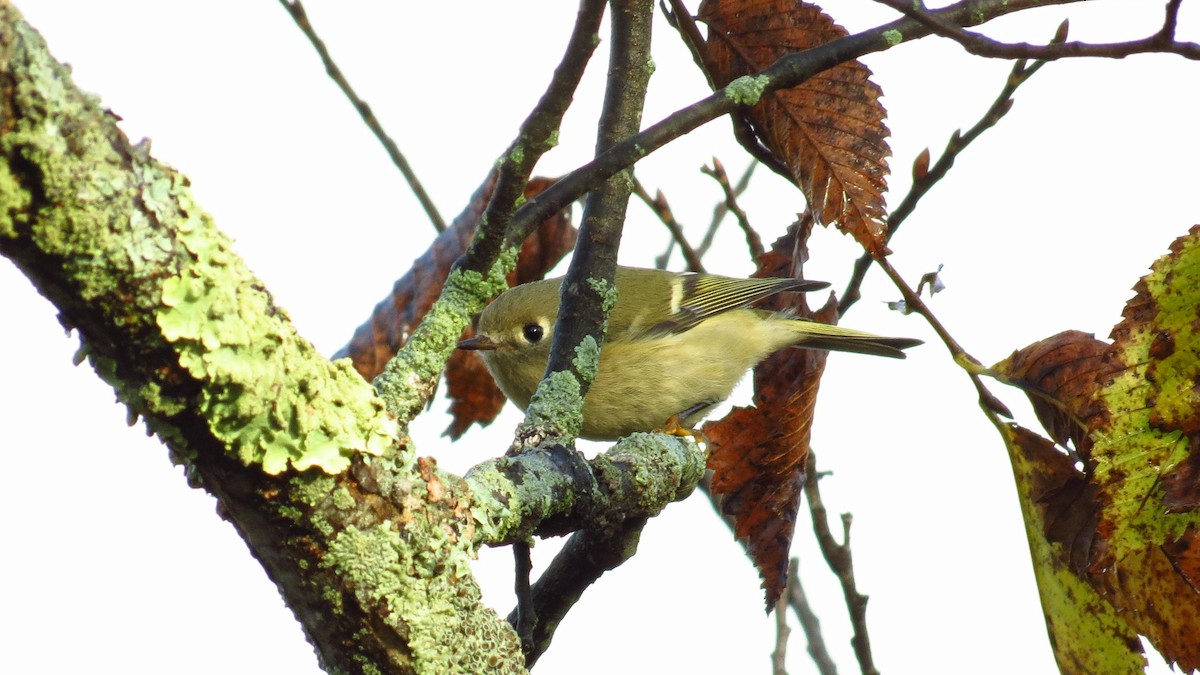 Ruby-crowned Kinglet - ML183857531