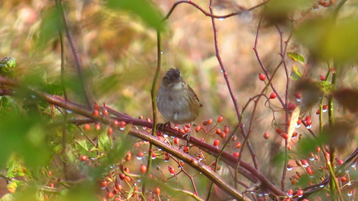 Swamp Sparrow - ML183857551