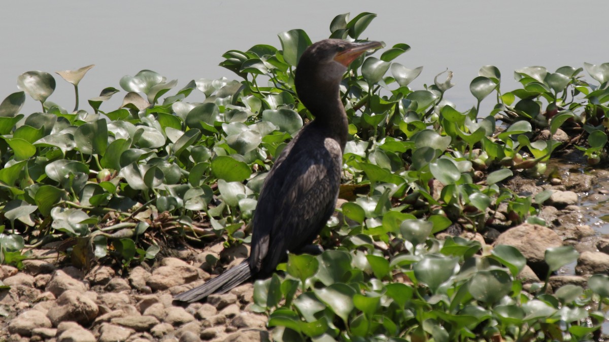 Cormorán Biguá - ML183857571